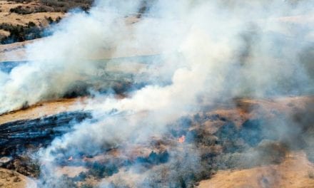 New Research on Eastern Redcedar