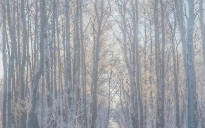 Photo Of The Day By Gail Jones