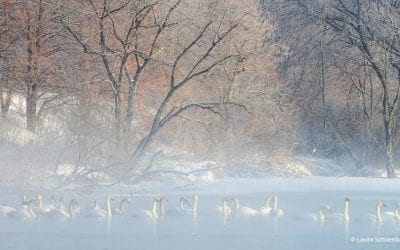 Photo Of The Day By Laura Schoenbauer
