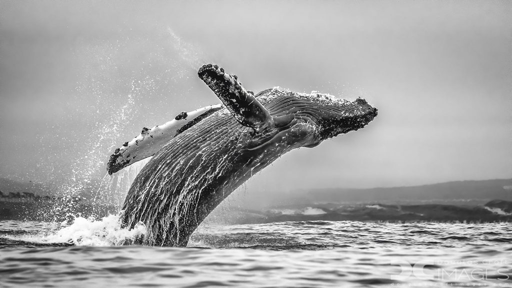 Photo By Douglas Croft