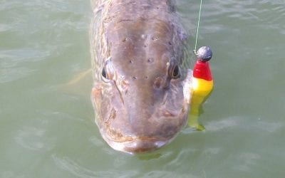 Study Analyzes What Happens to Fish That Break Your Line