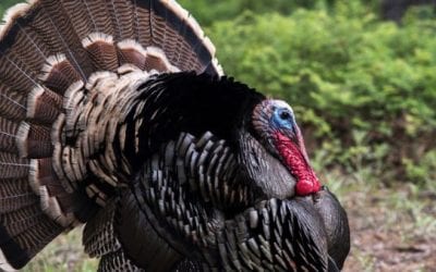 Texas Hunting License Requirements: What You Need to Know