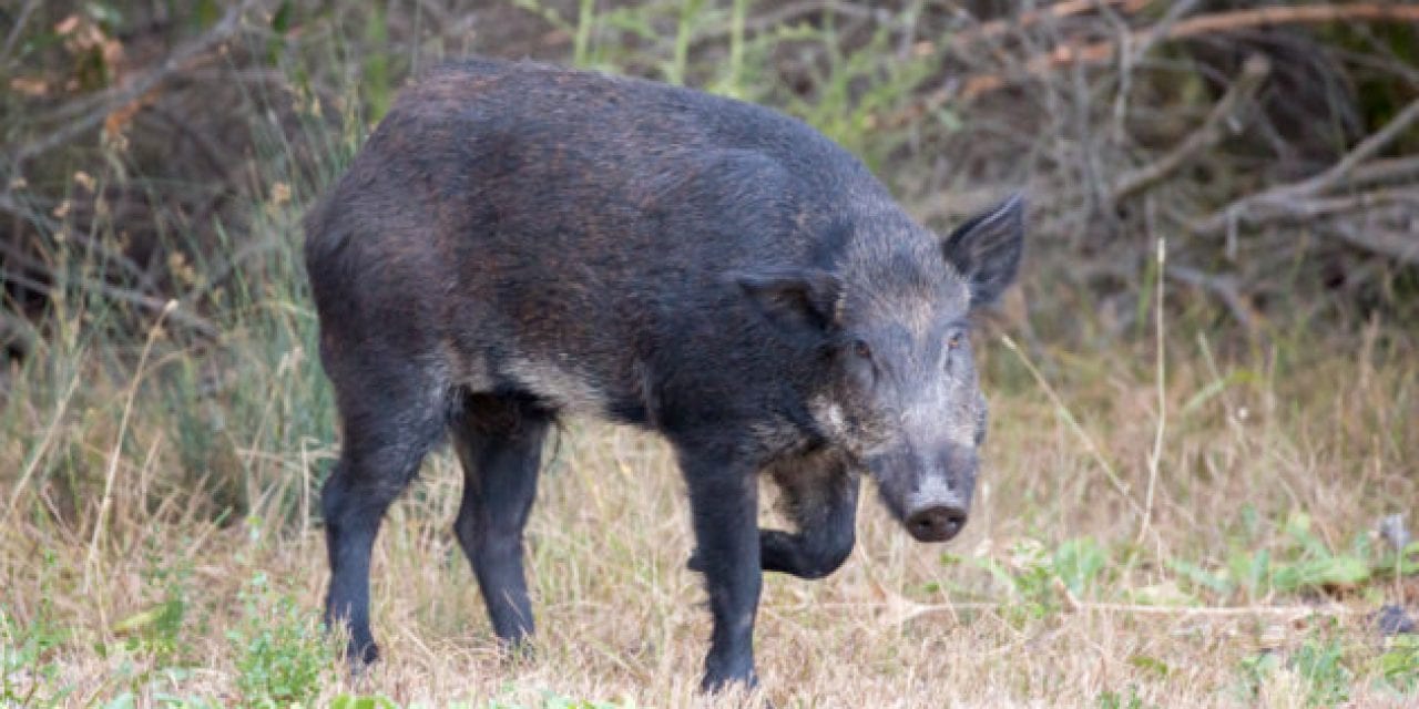 Texas Teen Kills 400-Pound Feral Hog That Terrorized Farm