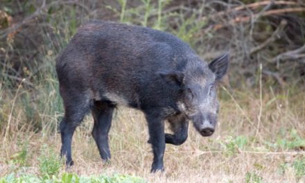 Texas Teen Kills 400-Pound Feral Hog That Terrorized Farm