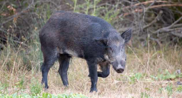 400-Pound Feral Hog
