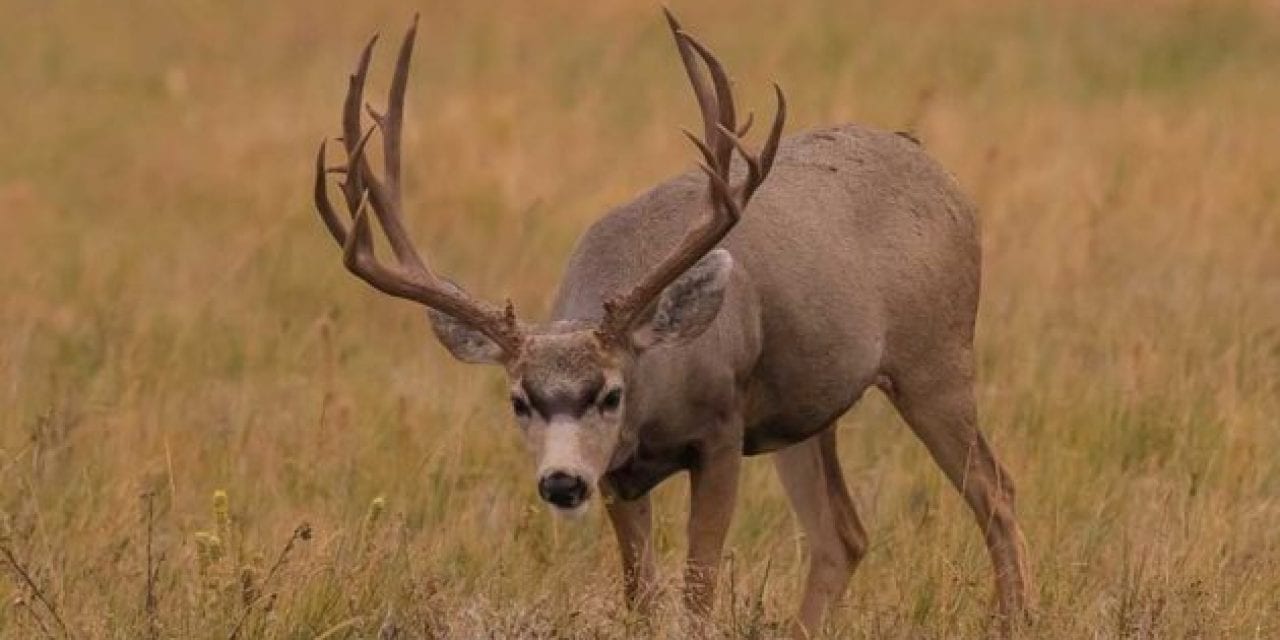 The 4 Biggest Mule Deer Kills in the Record Books