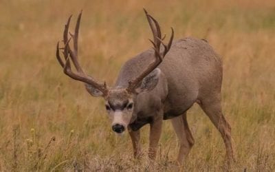 The 4 Biggest Mule Deer Kills in the Record Books