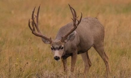 The 4 Biggest Mule Deer Kills in the Record Books