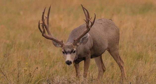 Biggest Mule Deer Kills