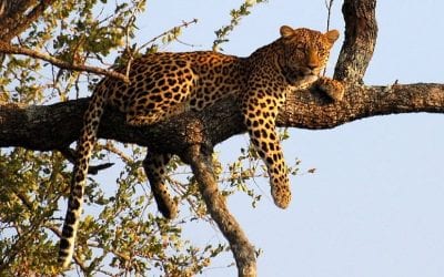The 5 Best Countries for Hunting in Africa