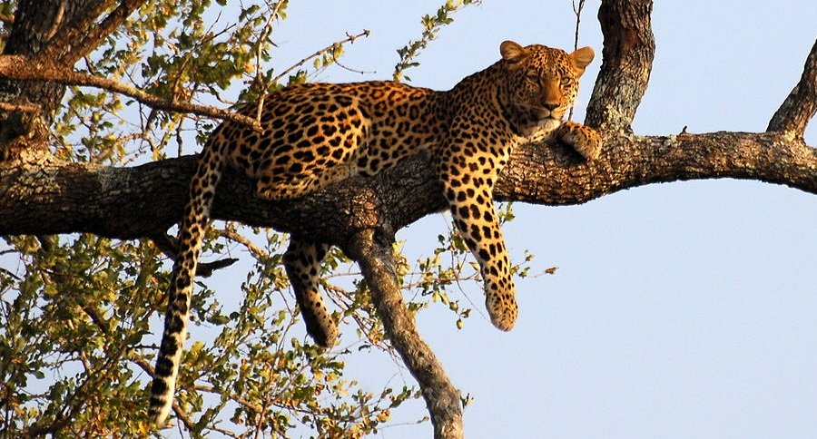 top 5 countries to hunt in africa leopard