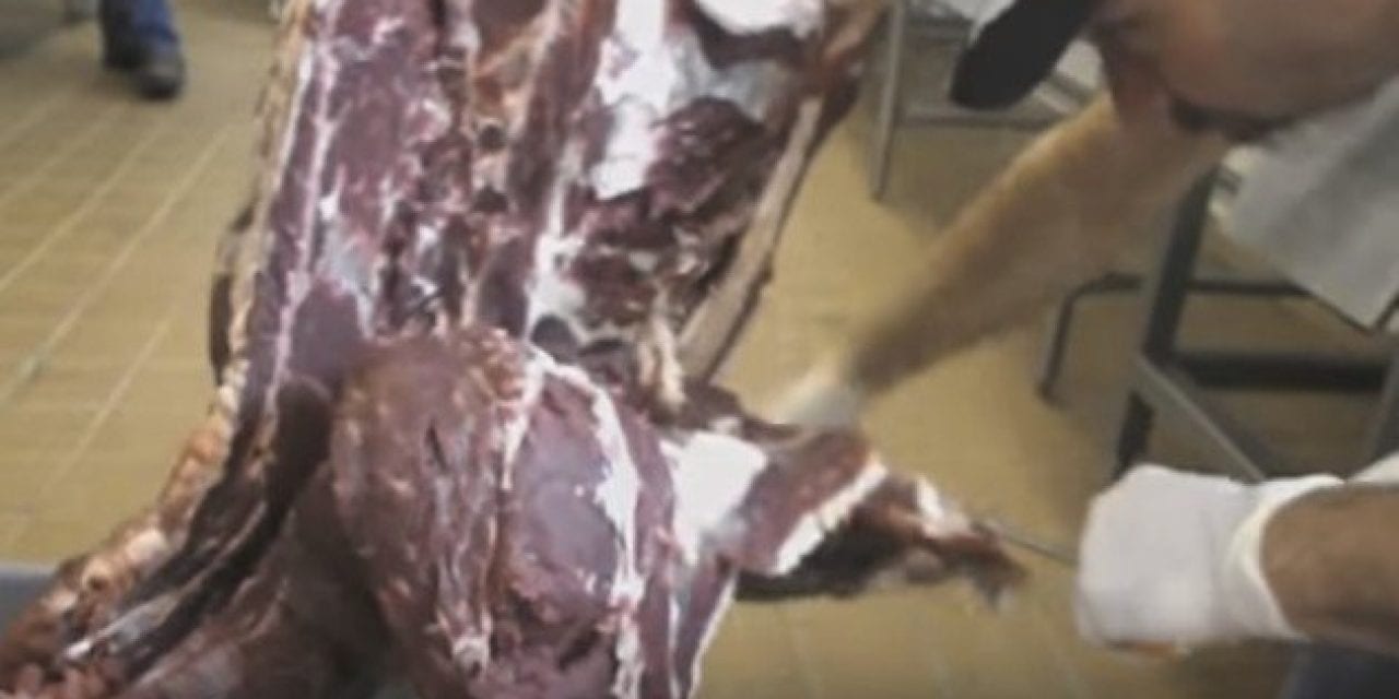 The Butcher Who Can Bone Out a Deer in 6 Minutes
