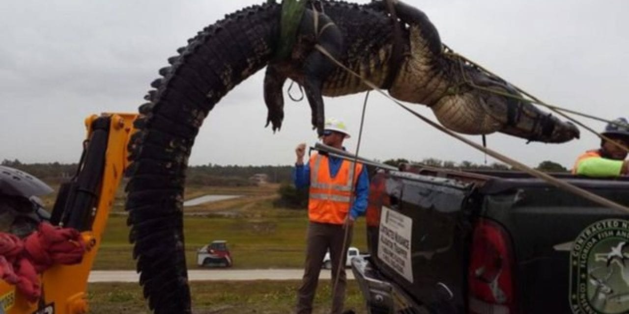 This 12-Foot, 500-Pound Florida Gator Was Trapped and Relocated