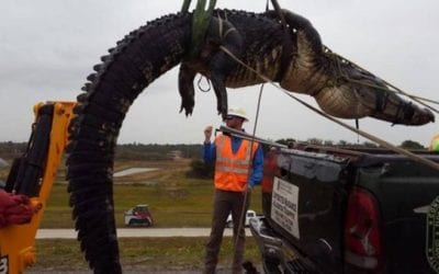 This 12-Foot, 500-Pound Florida Gator Was Trapped and Relocated