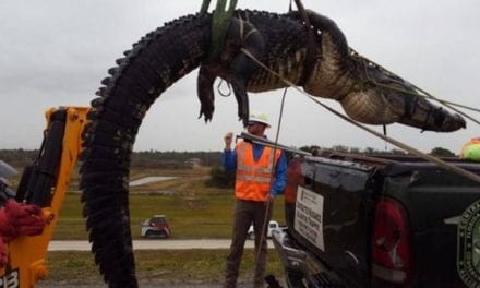This 12-Foot, 500-Pound Florida Gator Was Trapped and Relocated