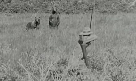 Traditional Bowhunt from 1926 Shows Arthur Young Taking a Grizzly