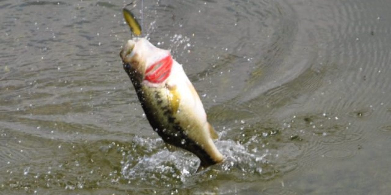 What to Use for Spring Bass Fishing: A Complete Guide