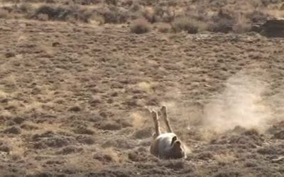 110 Coyote Kills in Less Than 4 Minutes