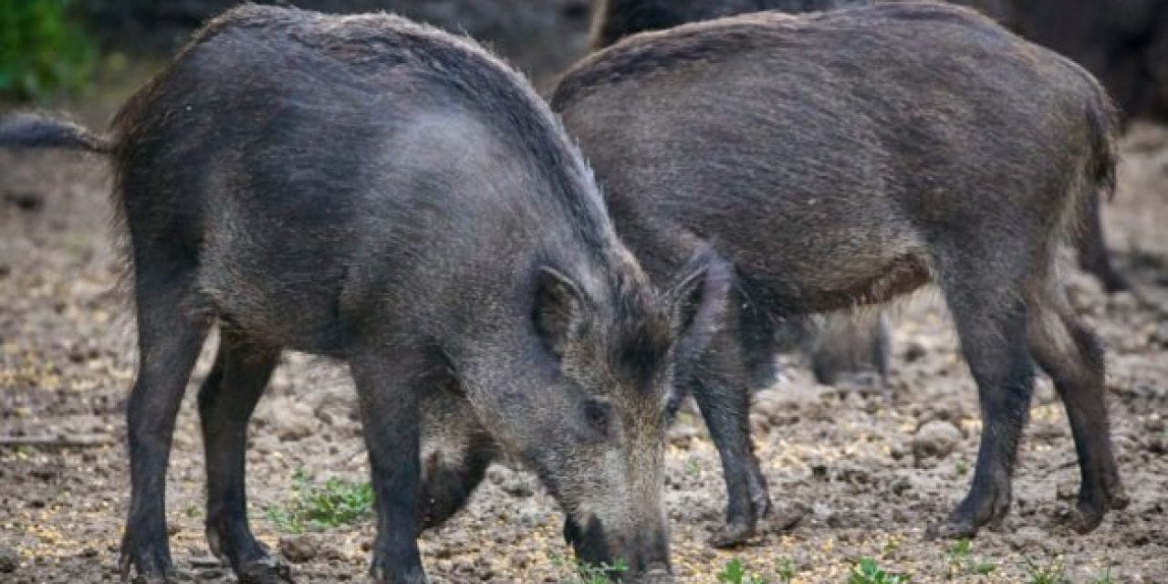 5 Unusual Texas Hog Hunting Methods that are Totally Legal