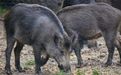 5 Unusual Texas Hog Hunting Methods that are Totally Legal