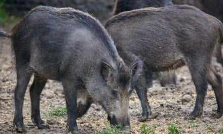 5 Unusual Texas Hog Hunting Methods that are Totally Legal