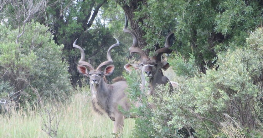 Animals in Africa You Need to Hunt kudu