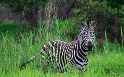 7 Animals in Africa Everyone Needs to Hunt