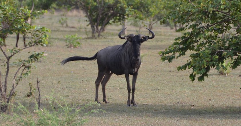 Animals in Africa You Need to Hunt blue wildebeest