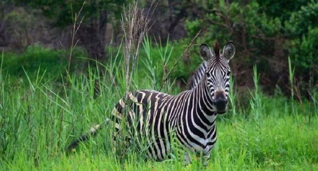 Animals in Africa You Need to Hunt zebra