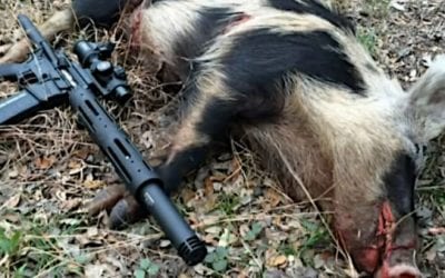 8 Best Options for a Good Hog Hunting Gun