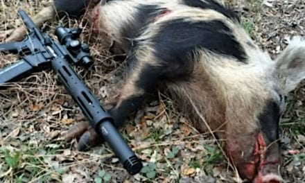 8 Best Options for a Good Hog Hunting Gun