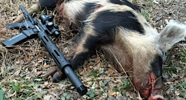 Hog Hunting Gun
