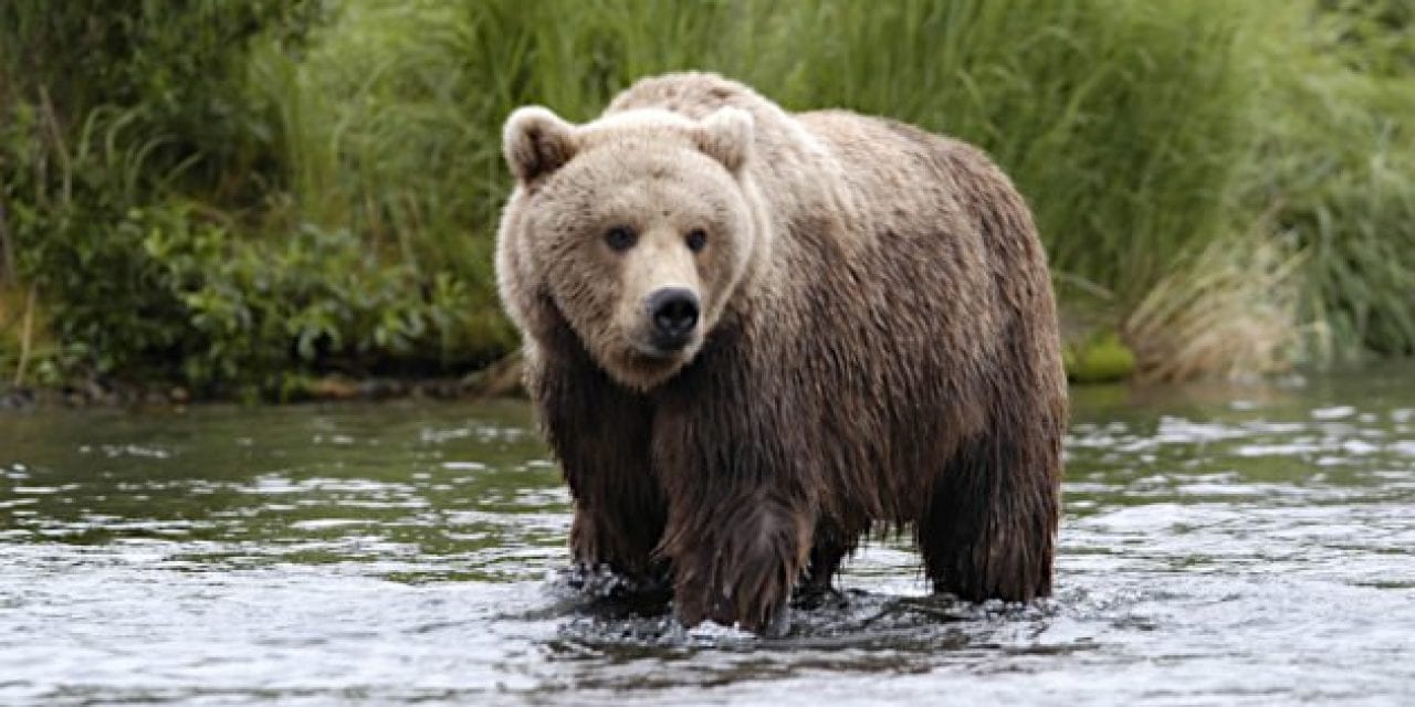 Alaska Shuts Down Bear Hunting Due to COVID-19 Concerns