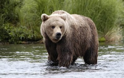 Alaska Shuts Down Bear Hunting Due to COVID-19 Concerns
