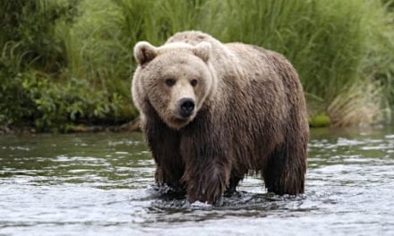 Alaska Shuts Down Bear Hunting Due to COVID-19 Concerns