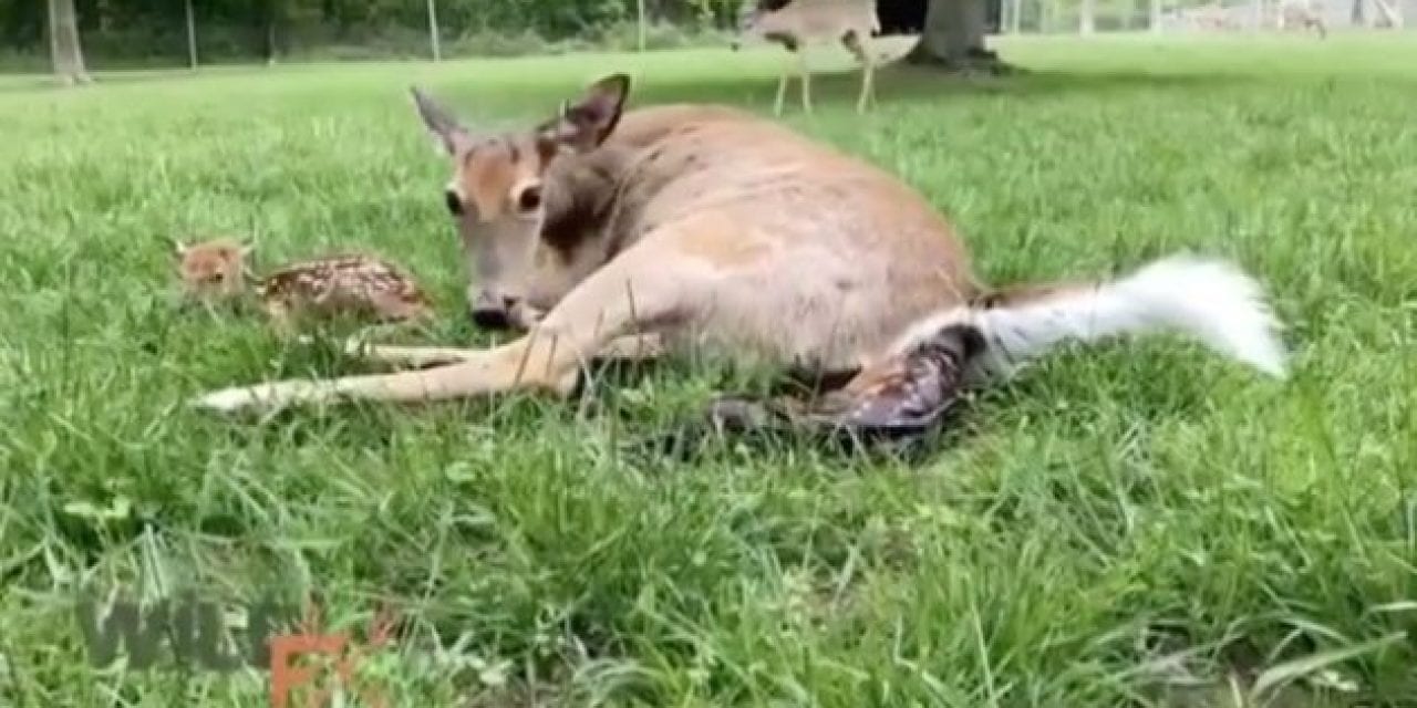 Amateur Footage Shows Doe Birthing 4 Fawns