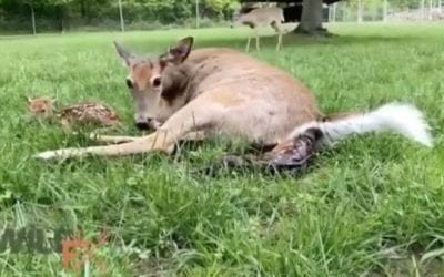 Amateur Footage Shows Doe Birthing 4 Fawns