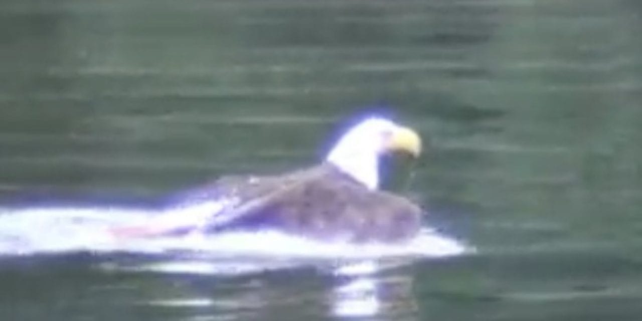 Bald Eagle Bites Off More Than He Can Chew, but Manages Just Fine