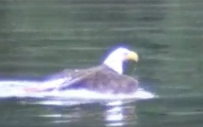 Bald Eagle Bites Off More Than He Can Chew, but Manages Just Fine