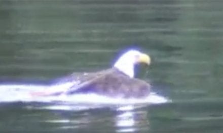 Bald Eagle Bites Off More Than He Can Chew, but Manages Just Fine