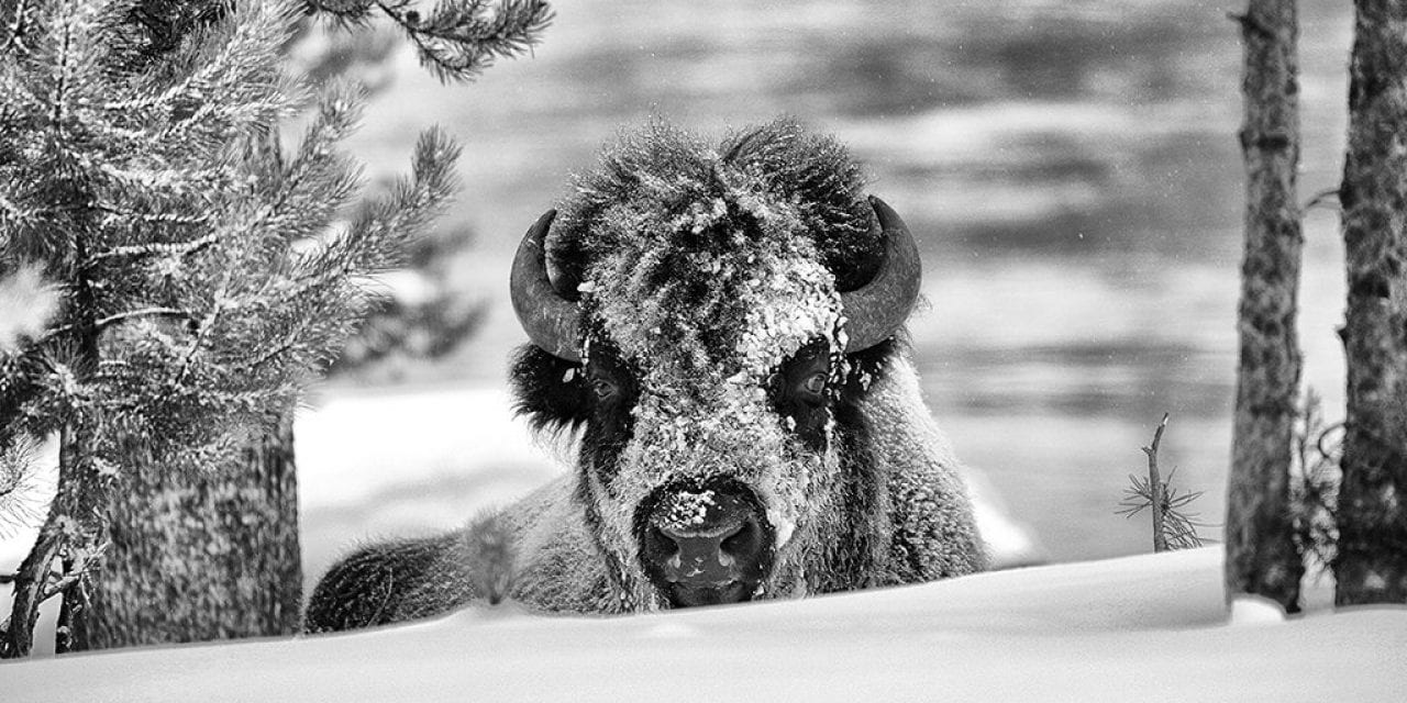 Behind The Shot: Bison In Snow