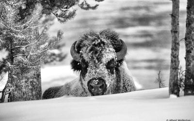 Behind The Shot: Bison In Snow