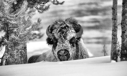 Behind The Shot: Bison In Snow
