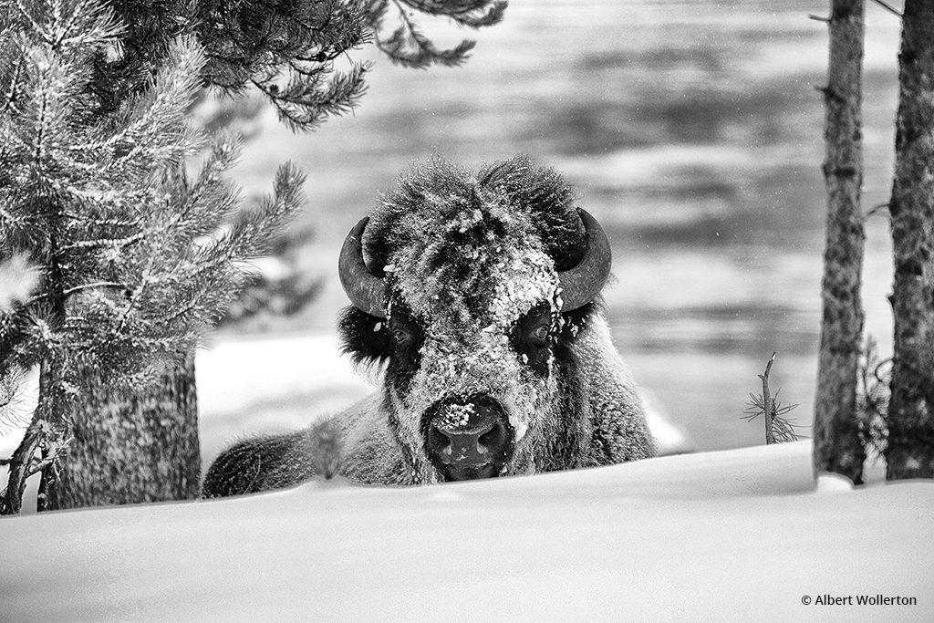 Bison In Snow