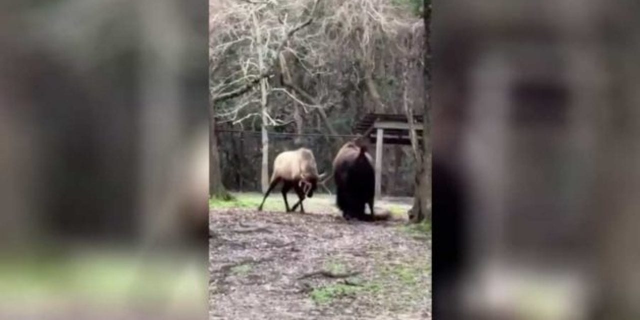 Bison and Elk Go Head to Head
