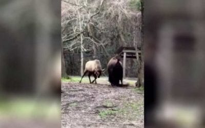 Bison and Elk Go Head to Head