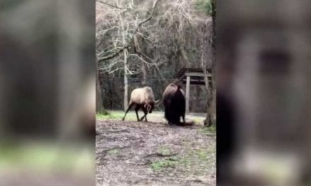 Bison and Elk Go Head to Head