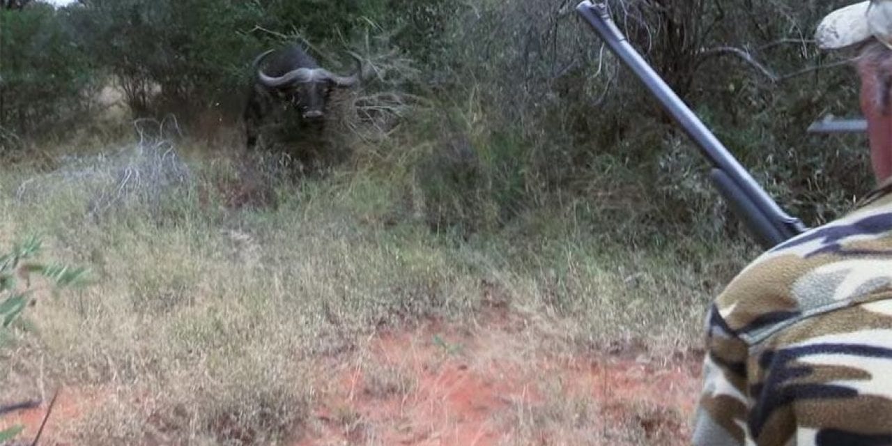 Cape Buffalo Charges Hunters in White-Knuckle Clip