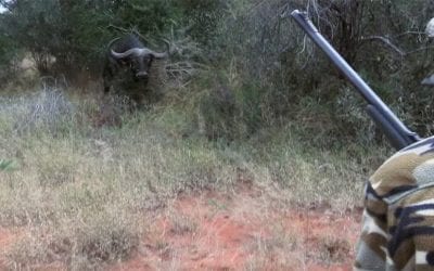 Cape Buffalo Charges Hunters in White-Knuckle Clip