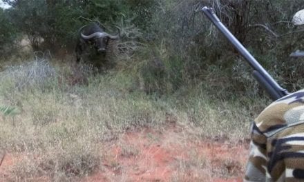 Cape Buffalo Charges Hunters in White-Knuckle Clip